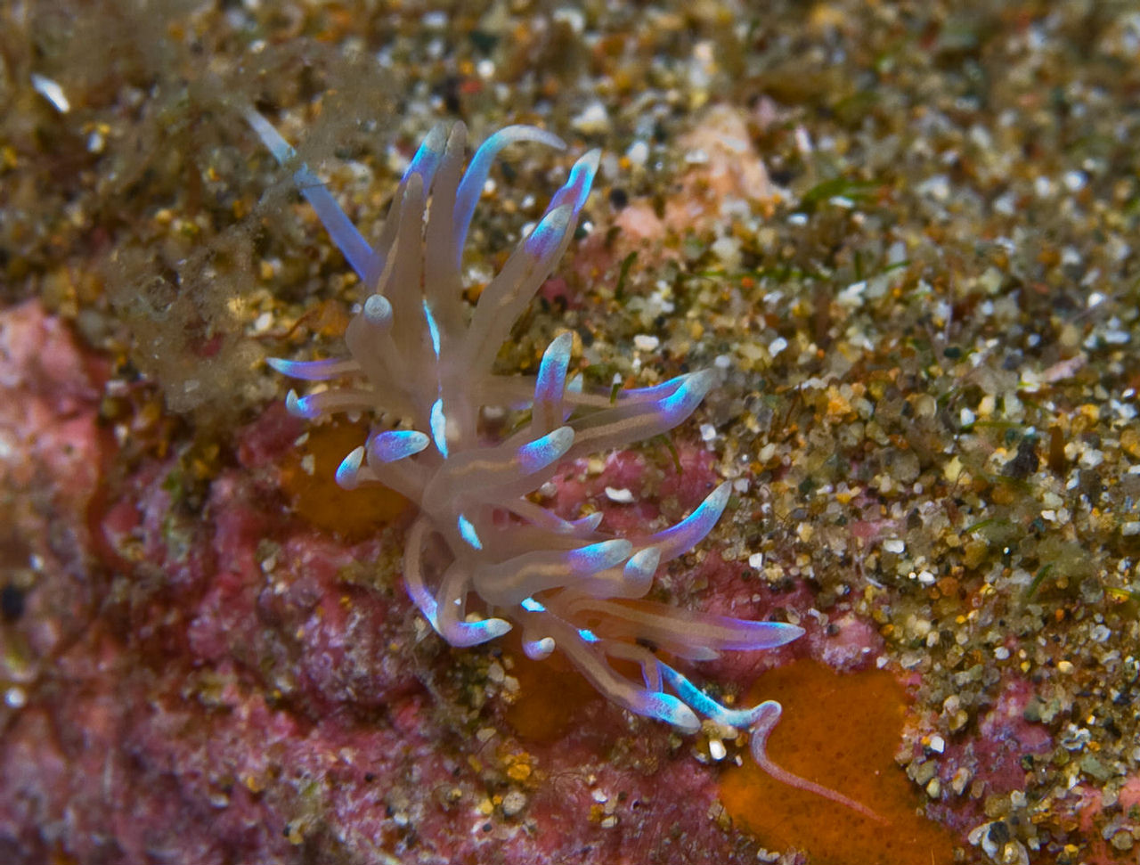 Phyllodesmium opalescens